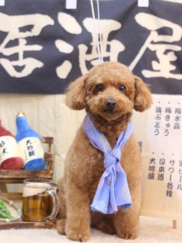 20240608チョコちゃん